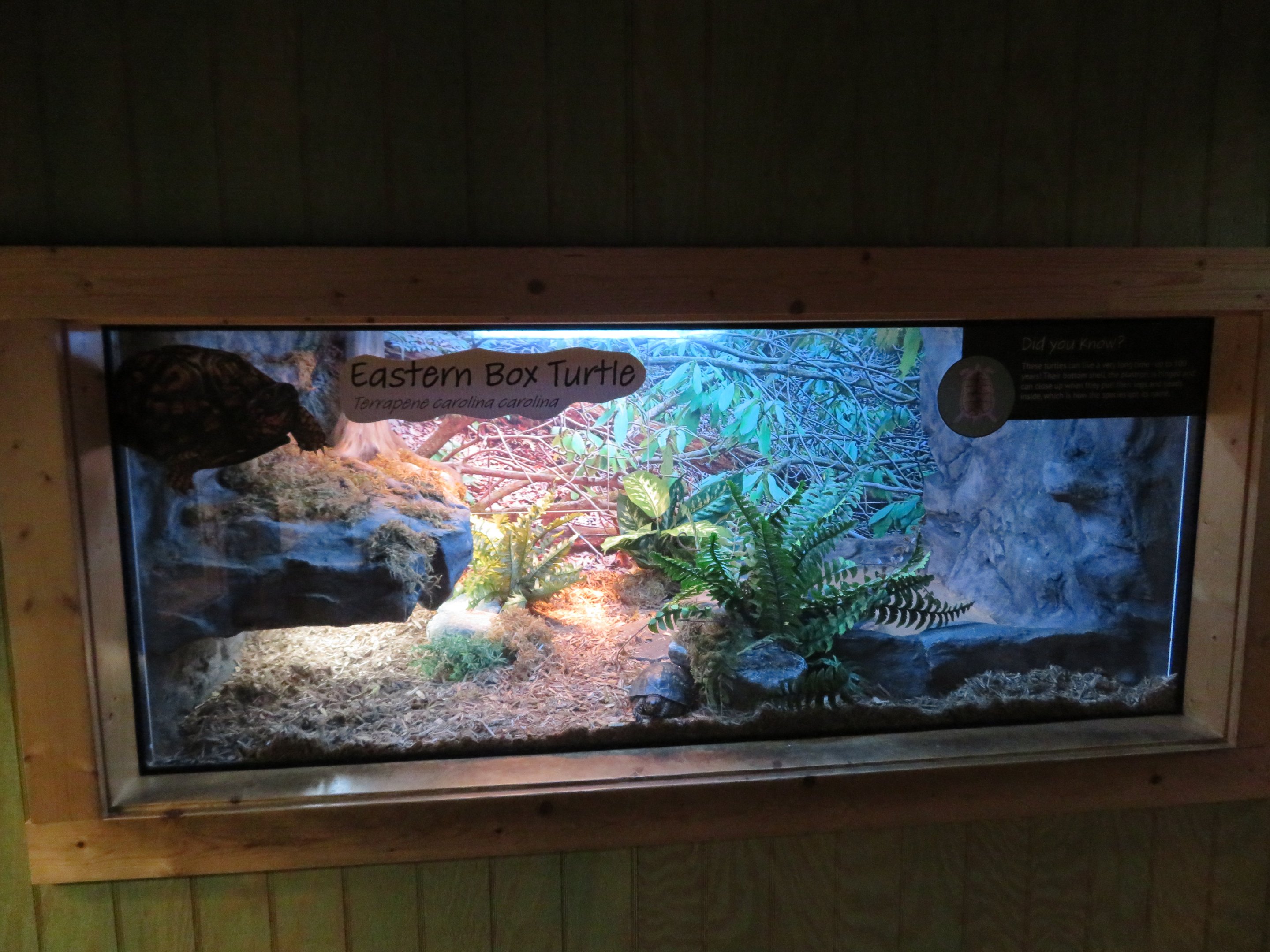 Eastern Box Turtle Exhibit