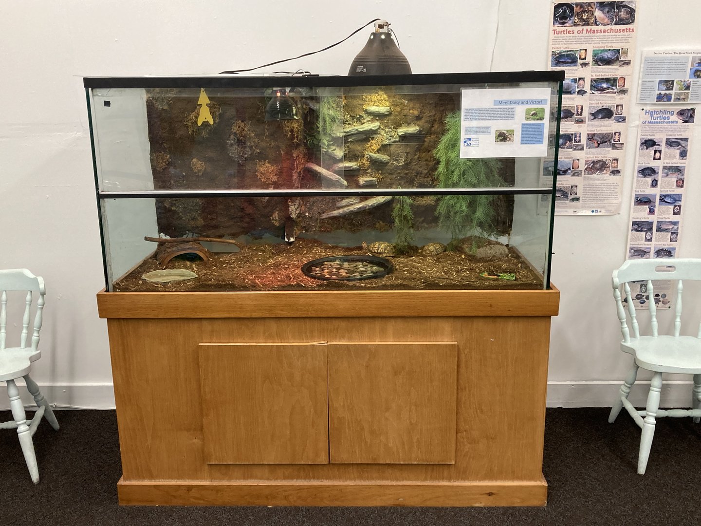 Eastern Box Turtle exhibit