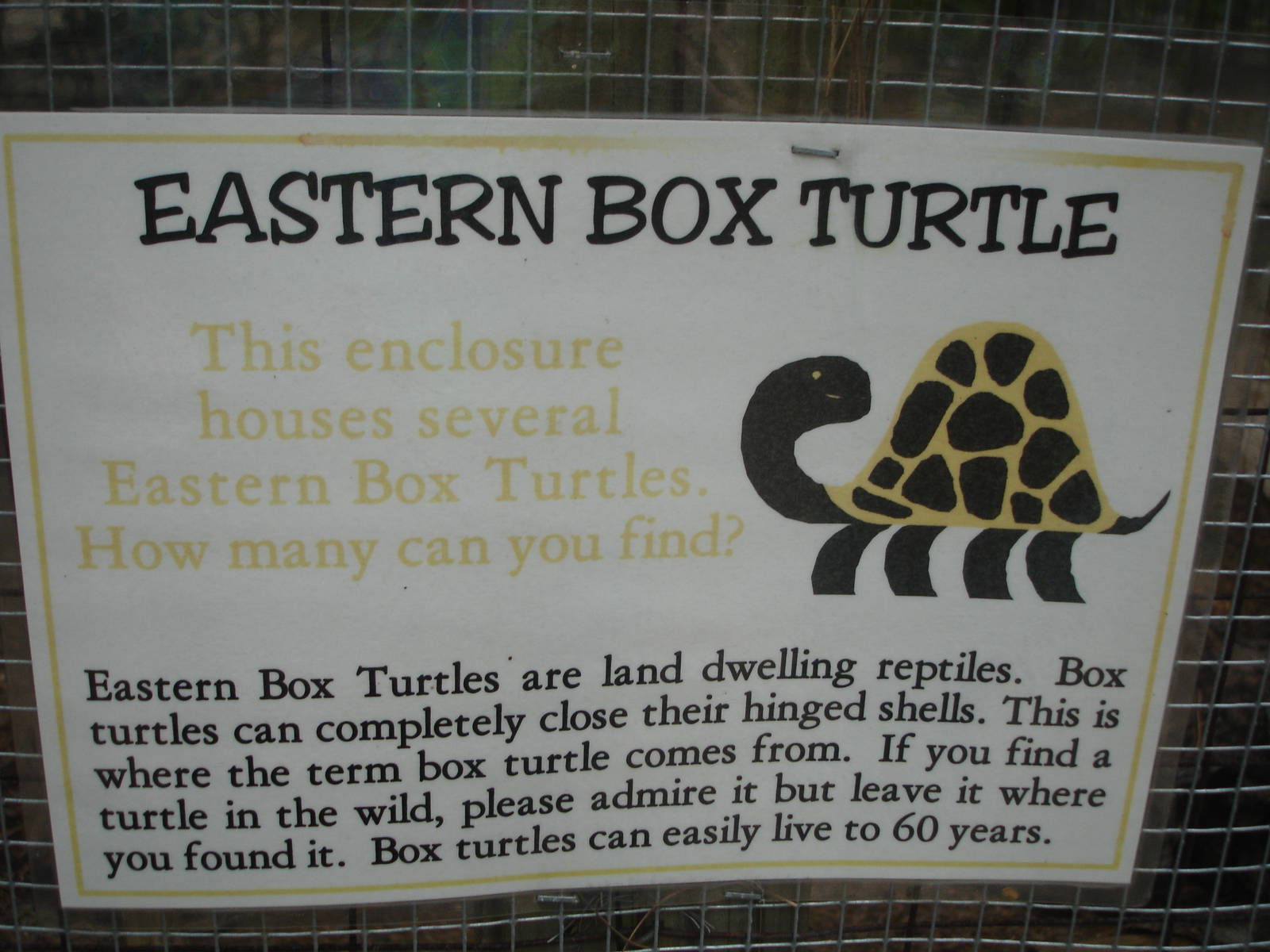 Eastern Box Turtle graphic