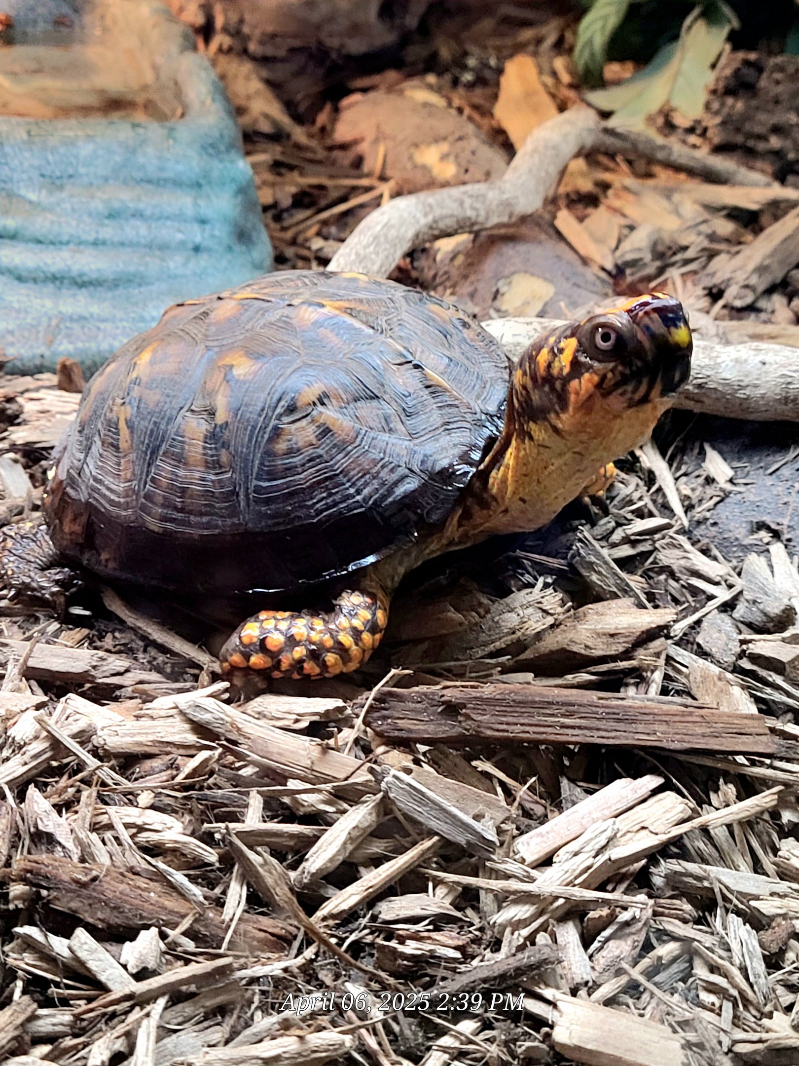 Eastern Box Turtle-Greenville Zoo-April 2025