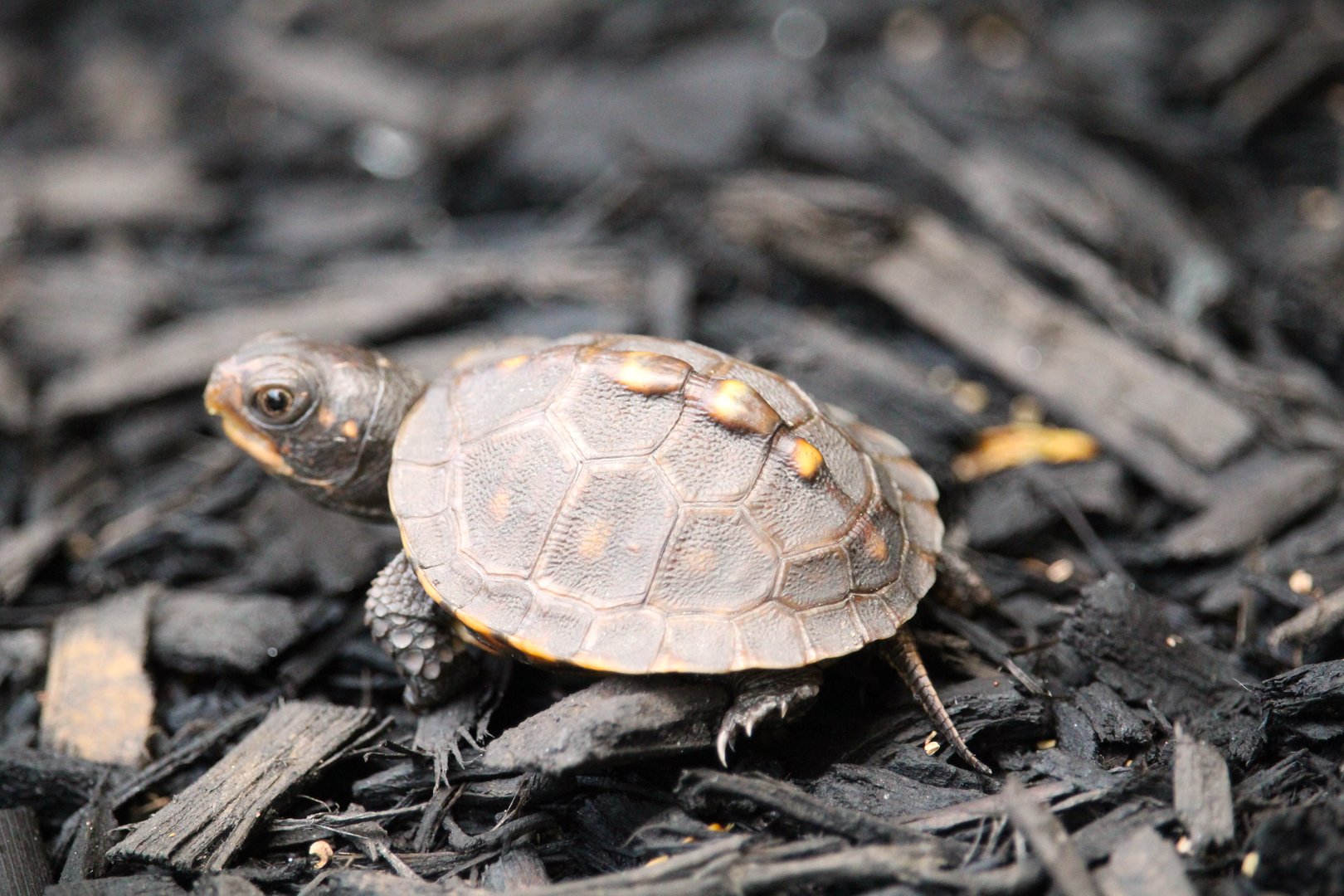 Eastern Box Turtle Hatchling