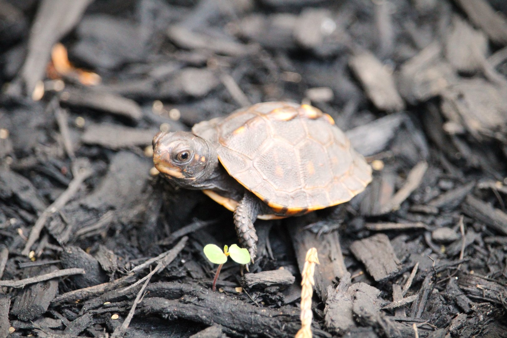 Eastern Box Turtle Hatchling