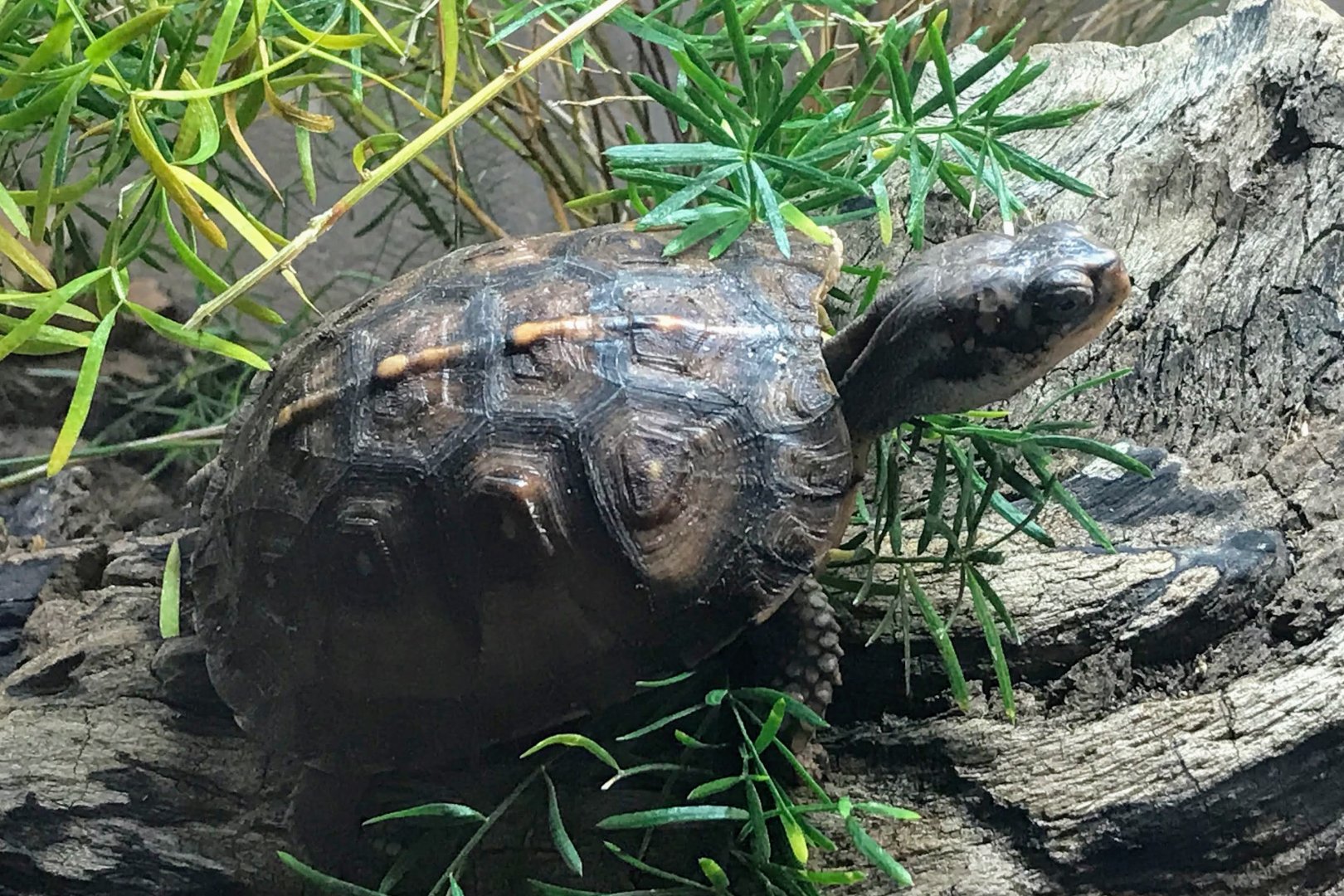 Eastern Box Turtle (juvenile)