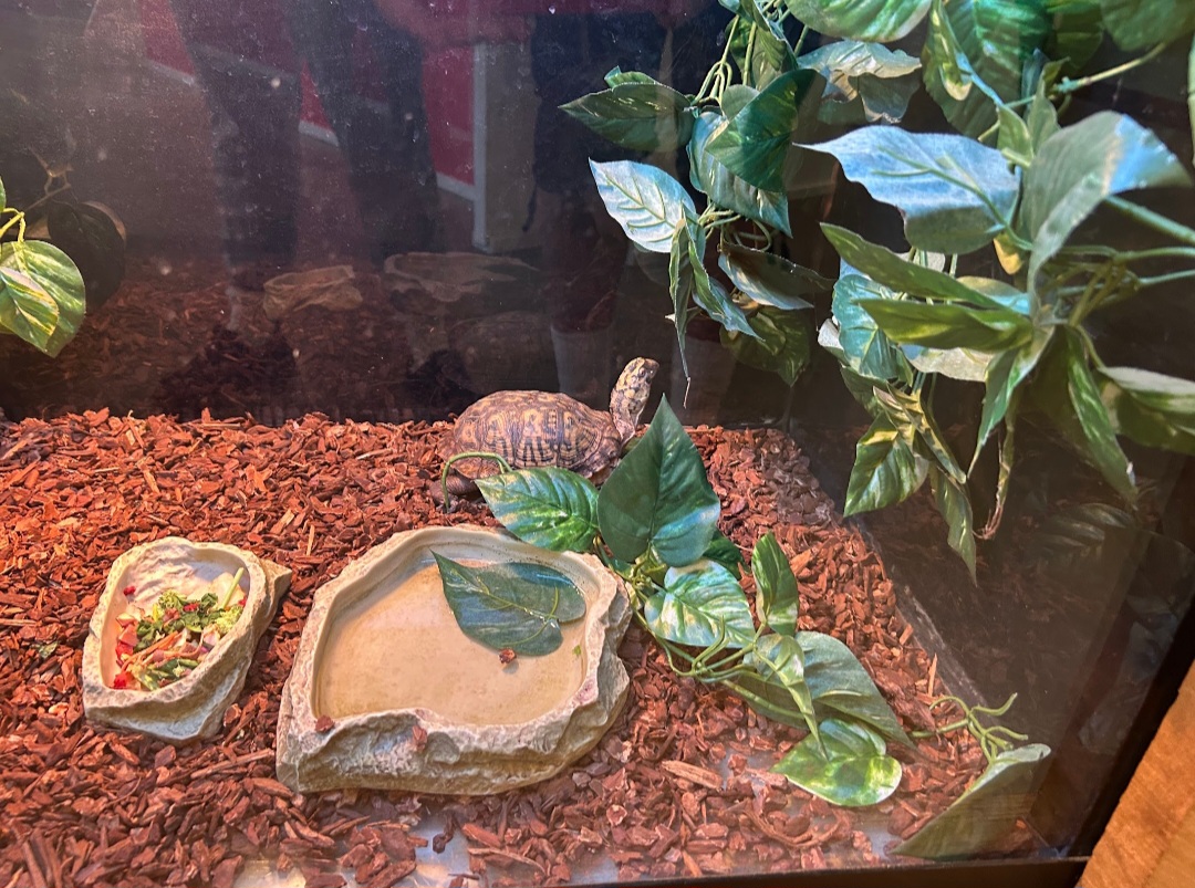 Eastern Box Turtle (Outdoor Discovery Center, Holland, MI, 8/8/25)