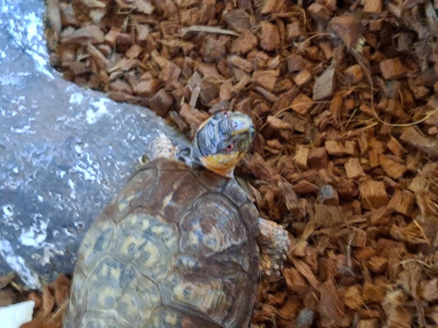 Eastern Box Turtle (Pine River Nature Center, Goodells, MI, 4/16/25)