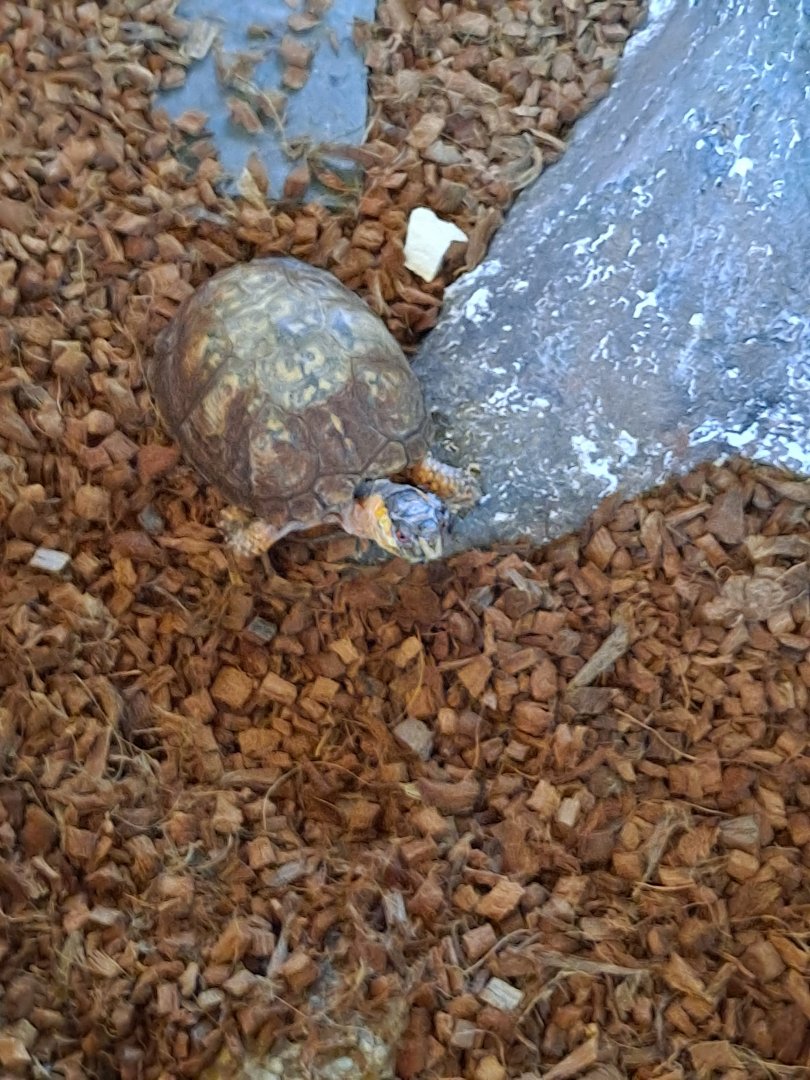 Eastern Box Turtle (Pine River Nature Center, Goodells, MI, 4/16/25)
