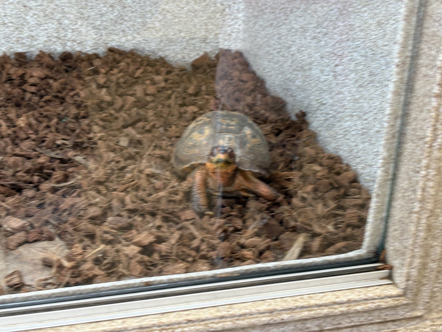 Eastern Box Turtle, Seen Jan 26 2025
