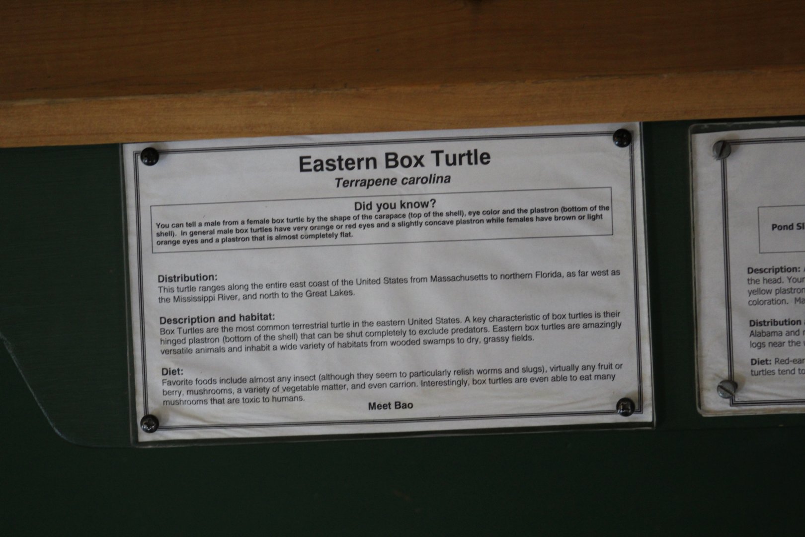 Eastern Box Turtle Signage