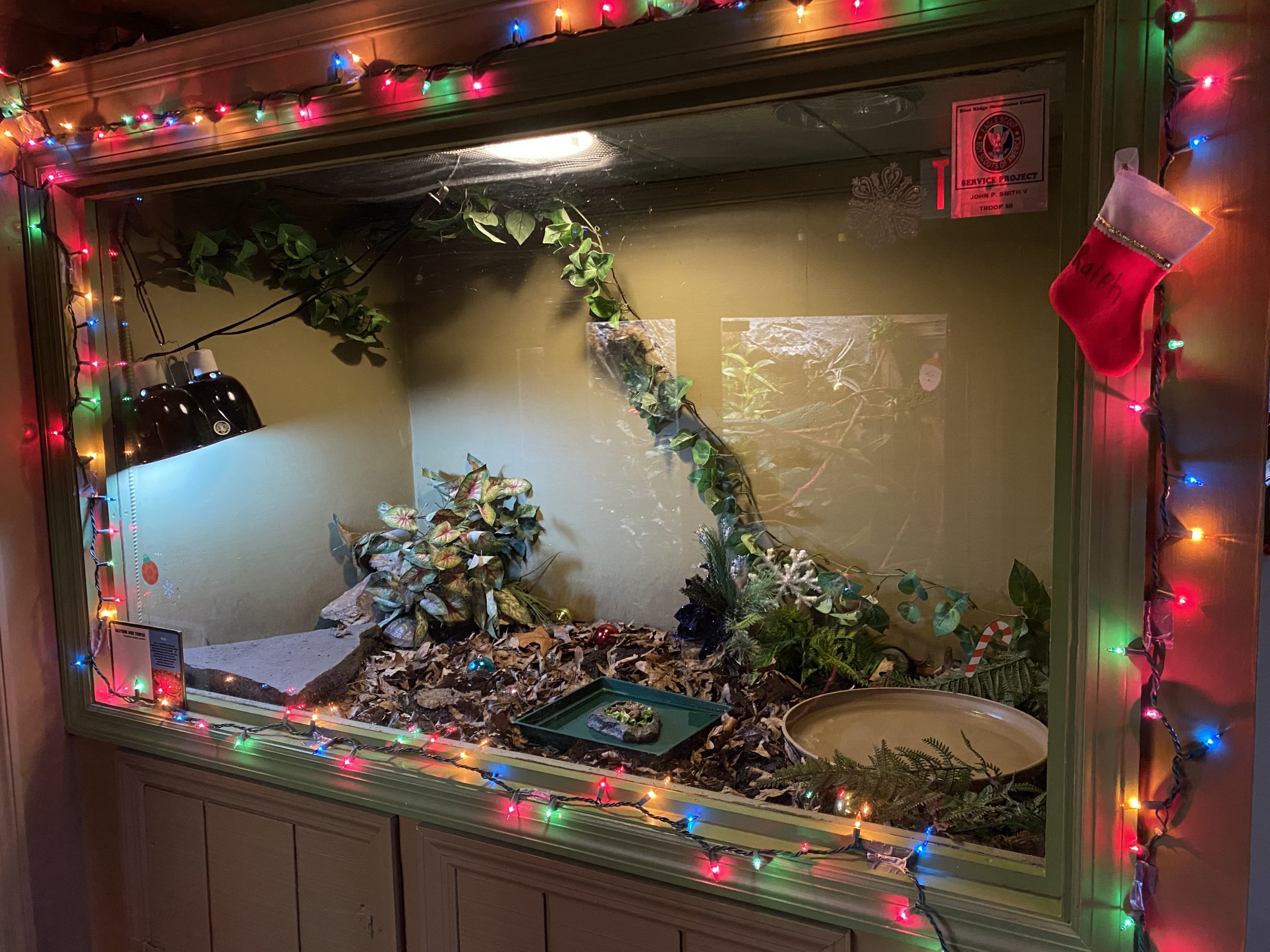 Eastern Box Turtle Tank