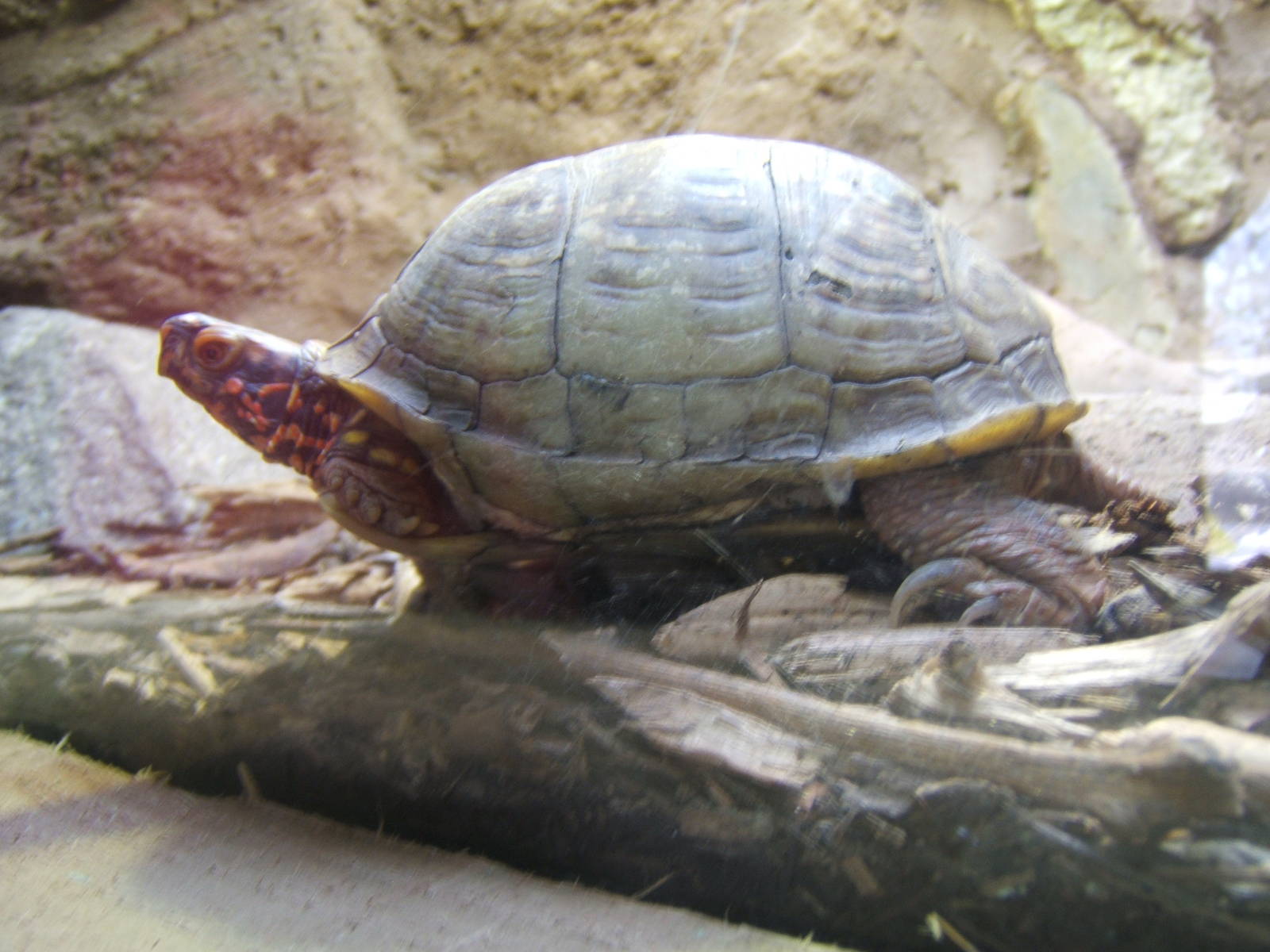 Eastern Box Turtle(Terrapene carolina bauri)