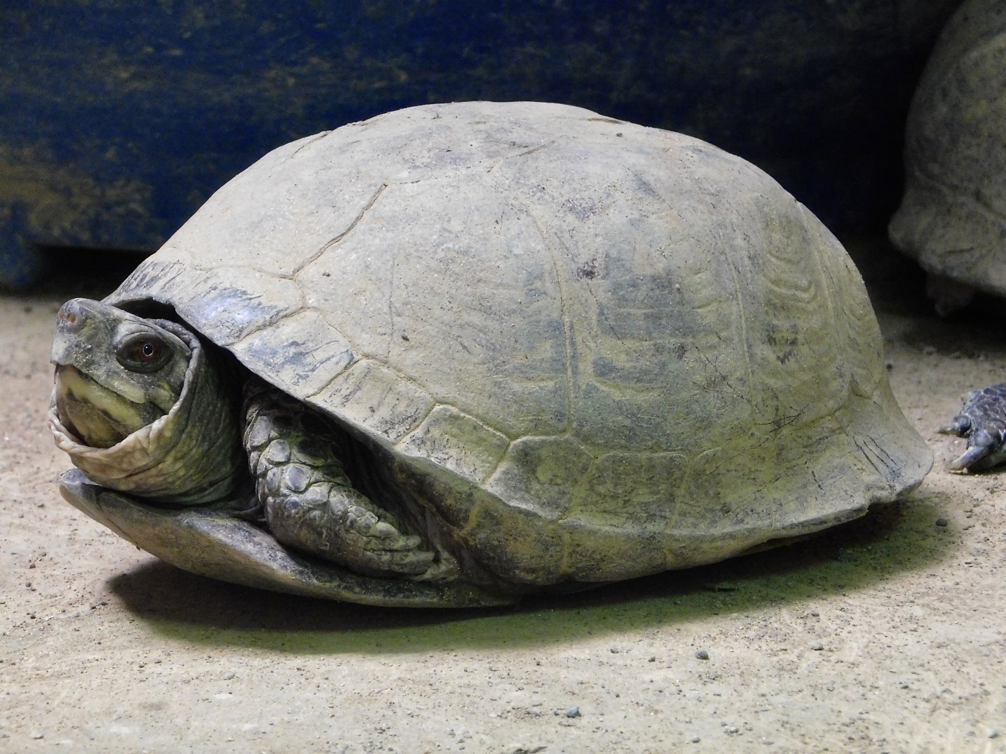 Eastern Box Turtle (Terrapene carolina carolina) April 27, 2025