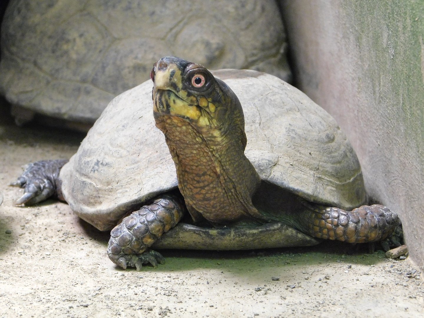 Eastern Box Turtle (Terrapene carolina carolina) April 27, 2025