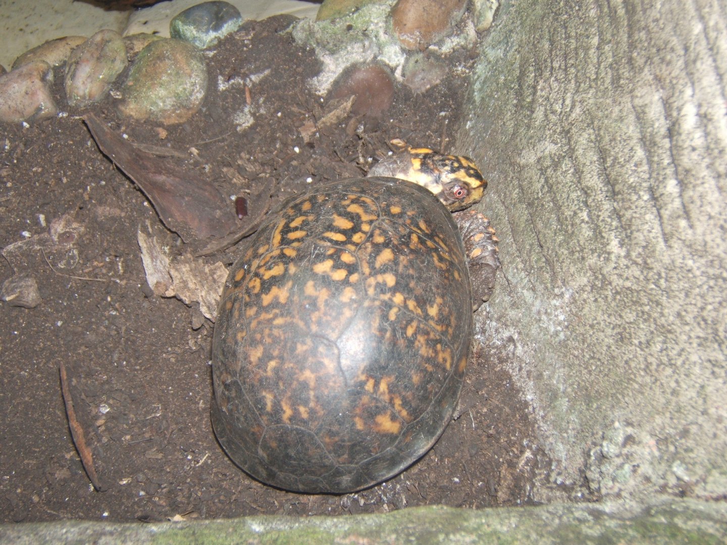 Eastern Box Turtle (Terrapene carolina carolina)