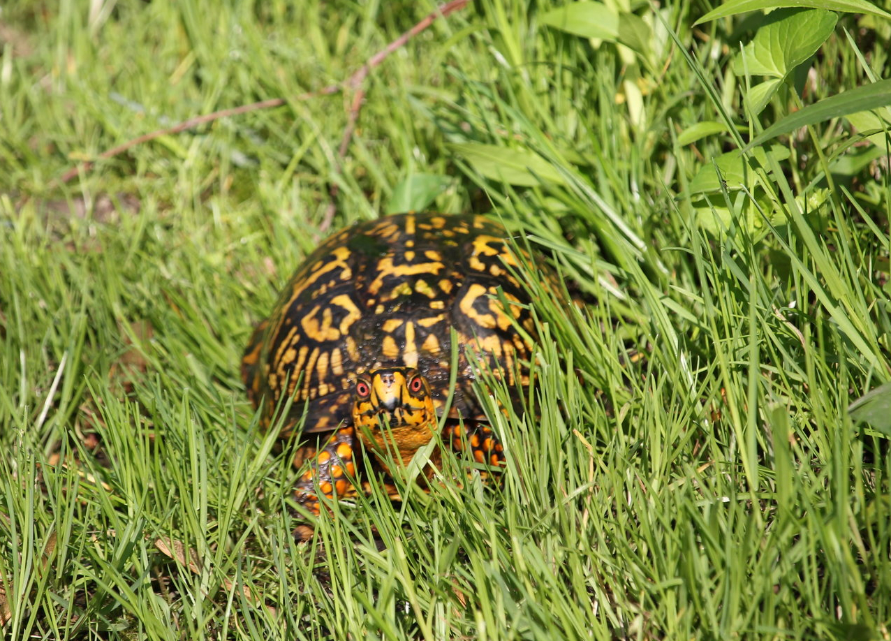 Eastern Box Turtle (Terrapene carolina carolina)