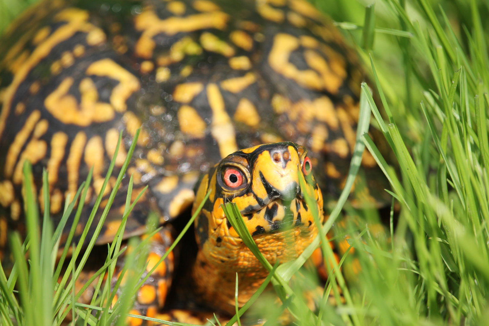 Eastern Box Turtle (Terrapene carolina)