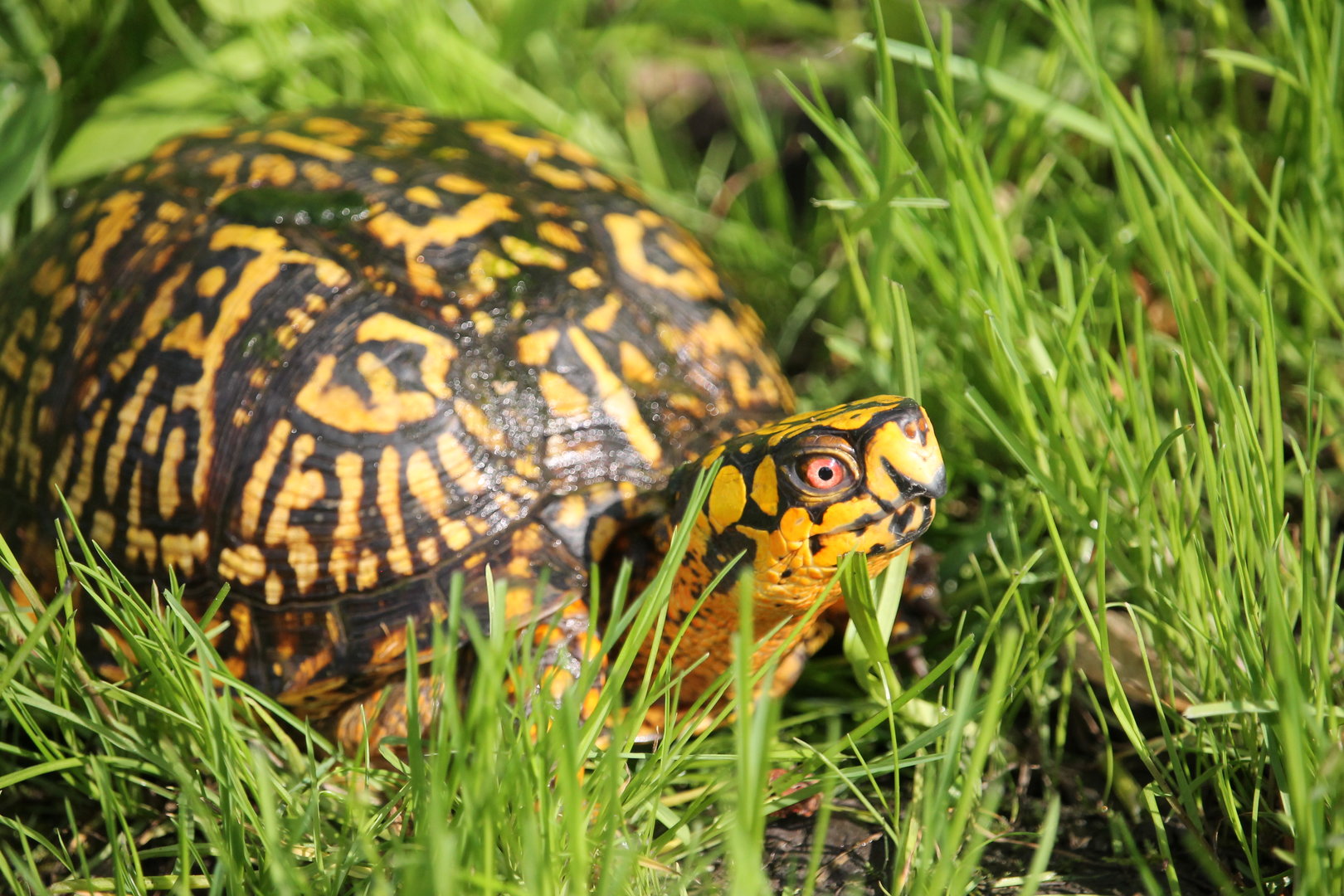 Eastern Box Turtle (Terrapene carolina)