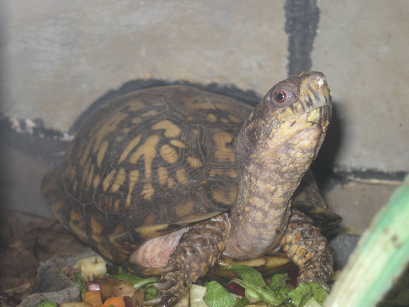 Eastern Box Turtle