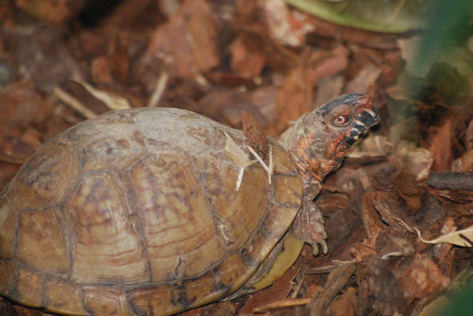 Eastern box turtle