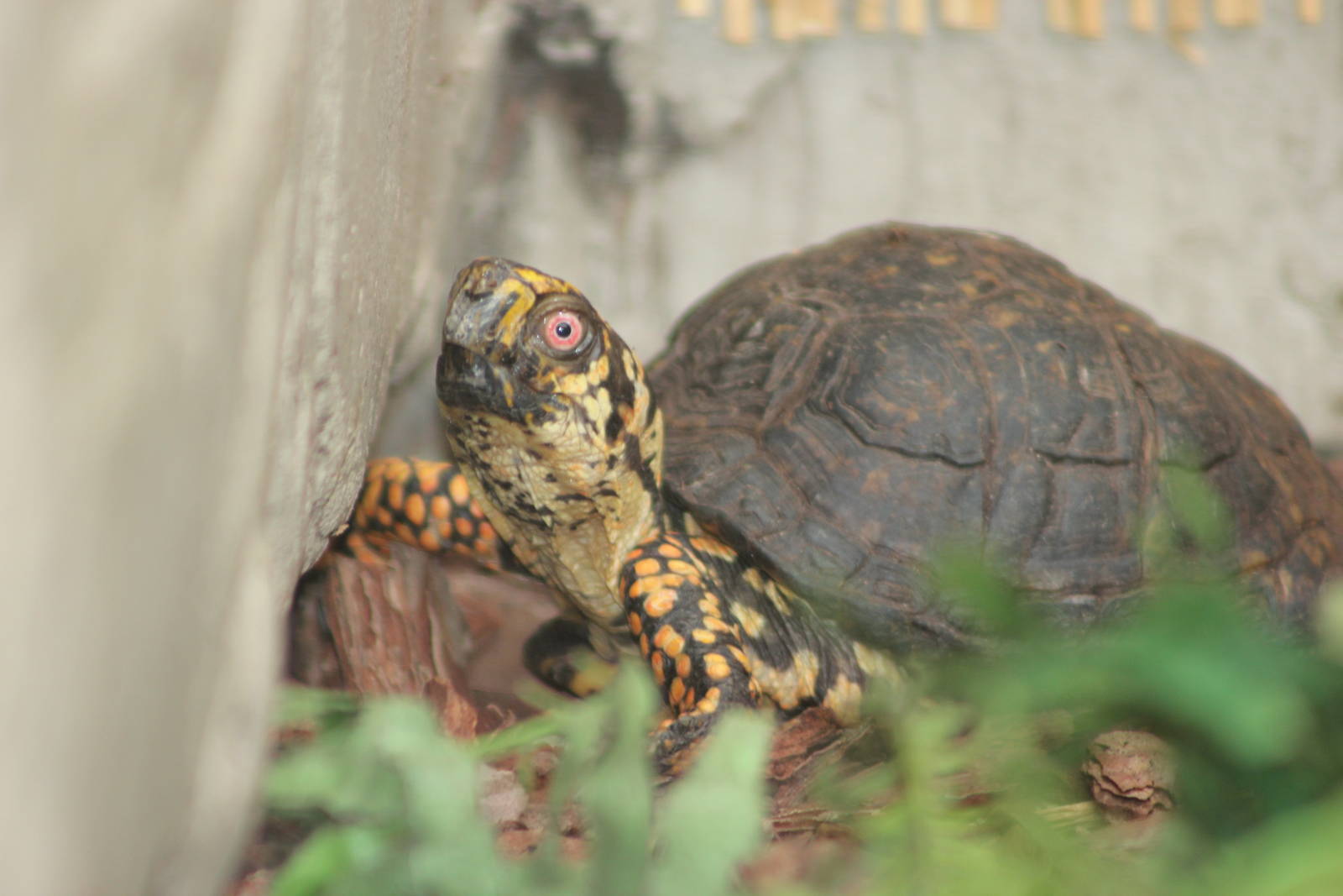 Eastern box turtle