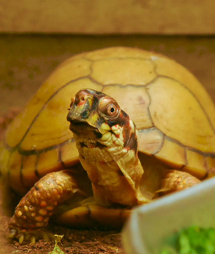 EASTERN BOX TURTLE
