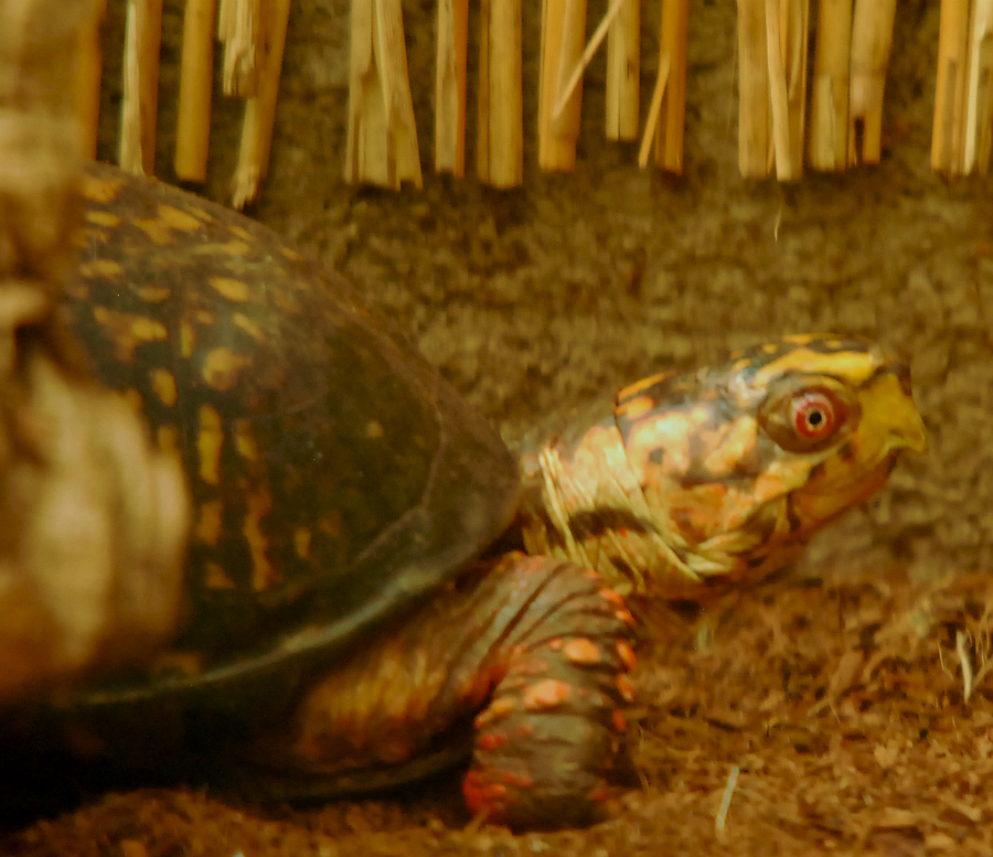 EASTERN BOX TURTLE