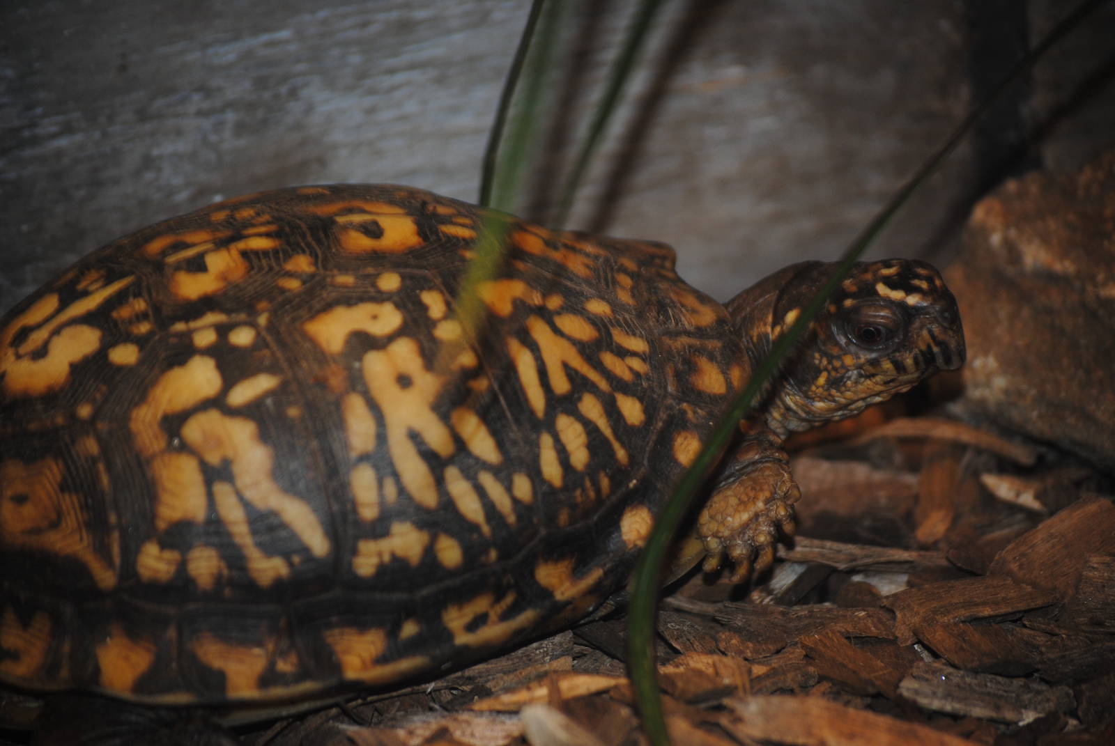 Eastern Box Turtle
