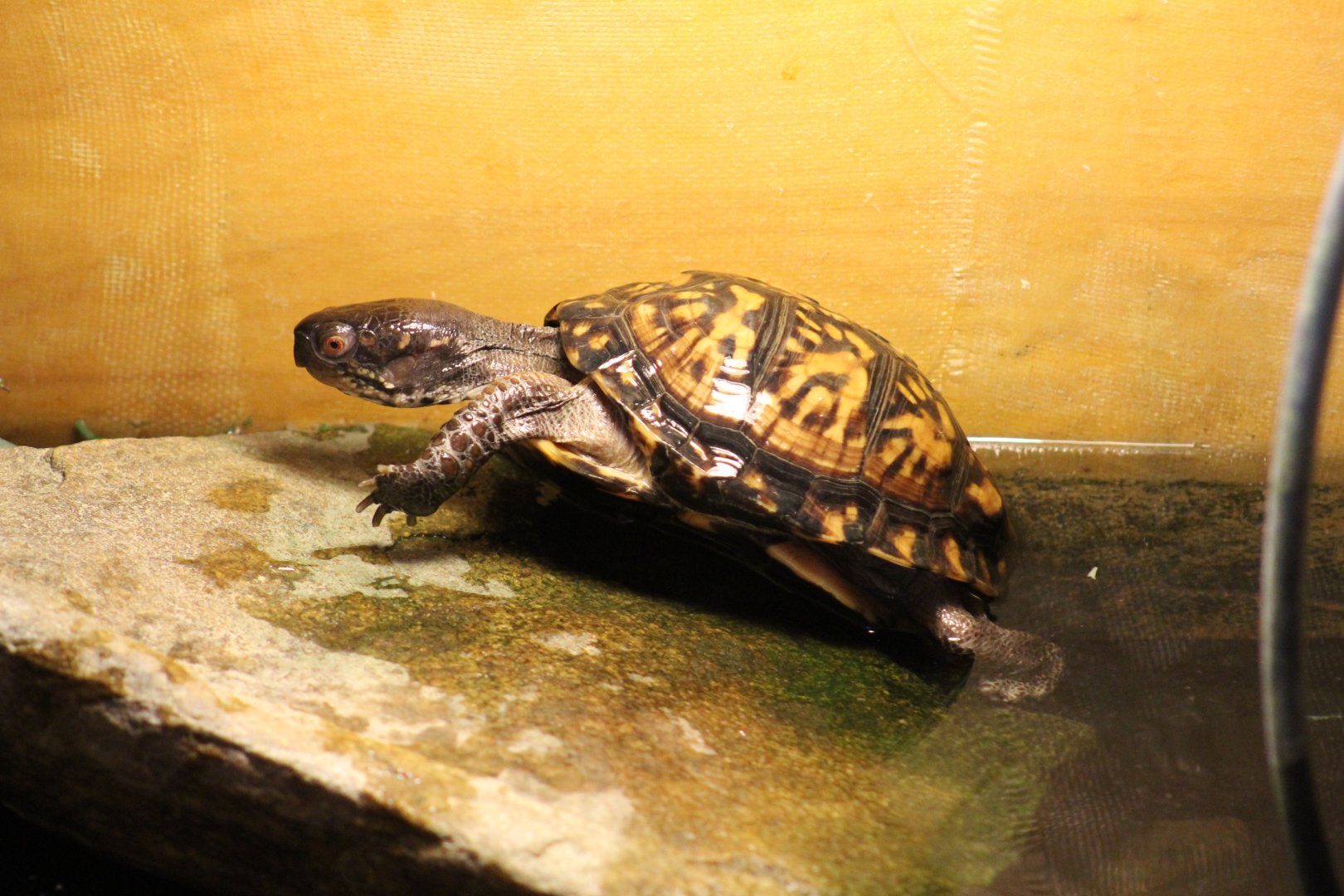 Eastern Box Turtle