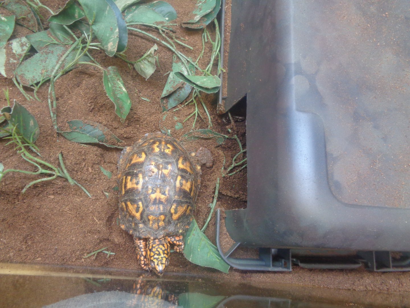 Eastern box turtle