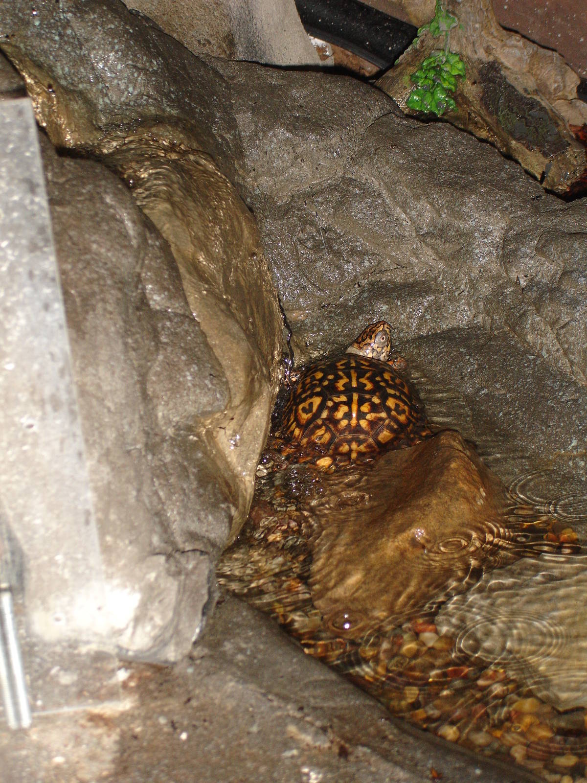 Eastern Box Turtle