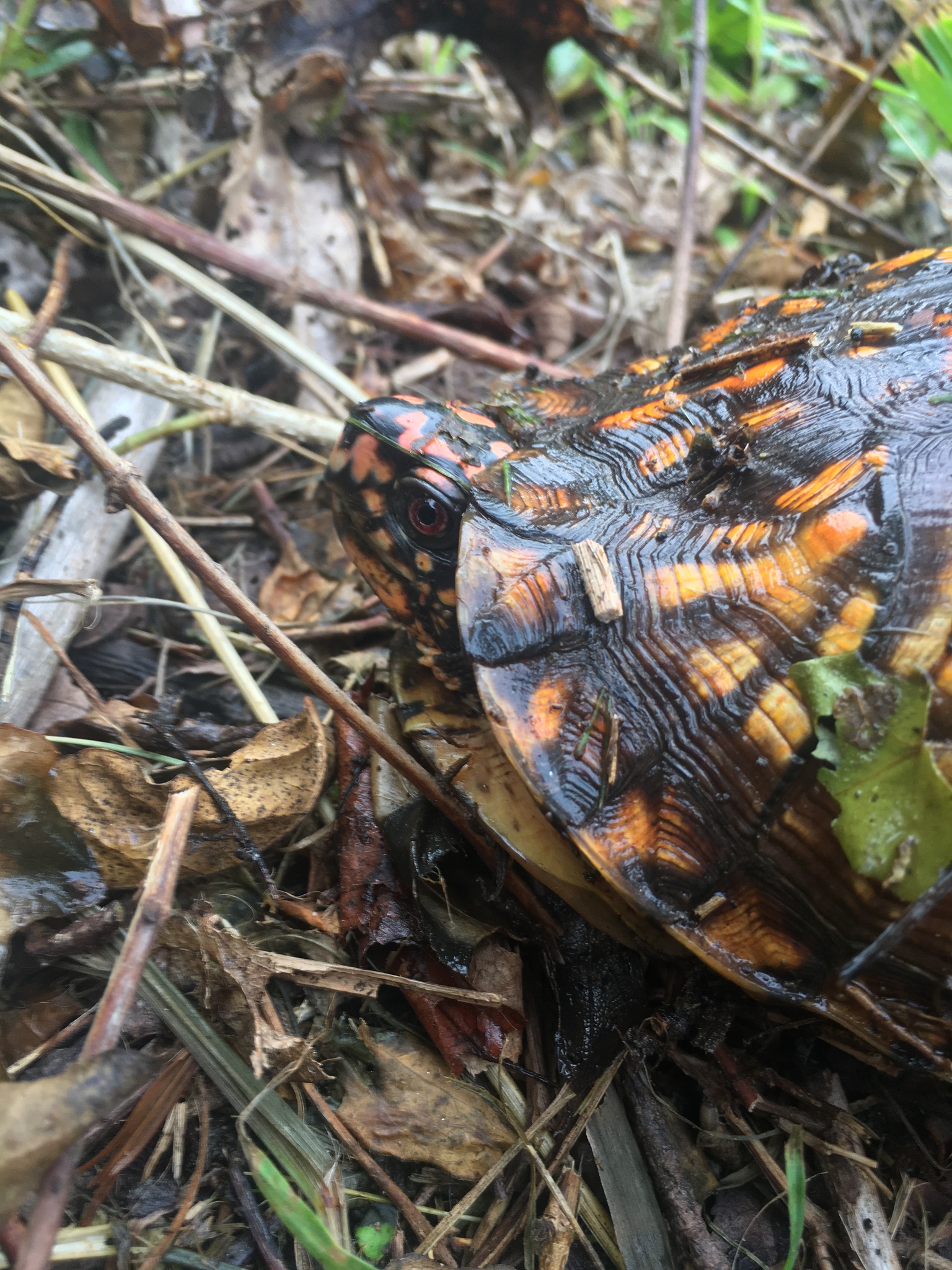 Eastern Box Turtle