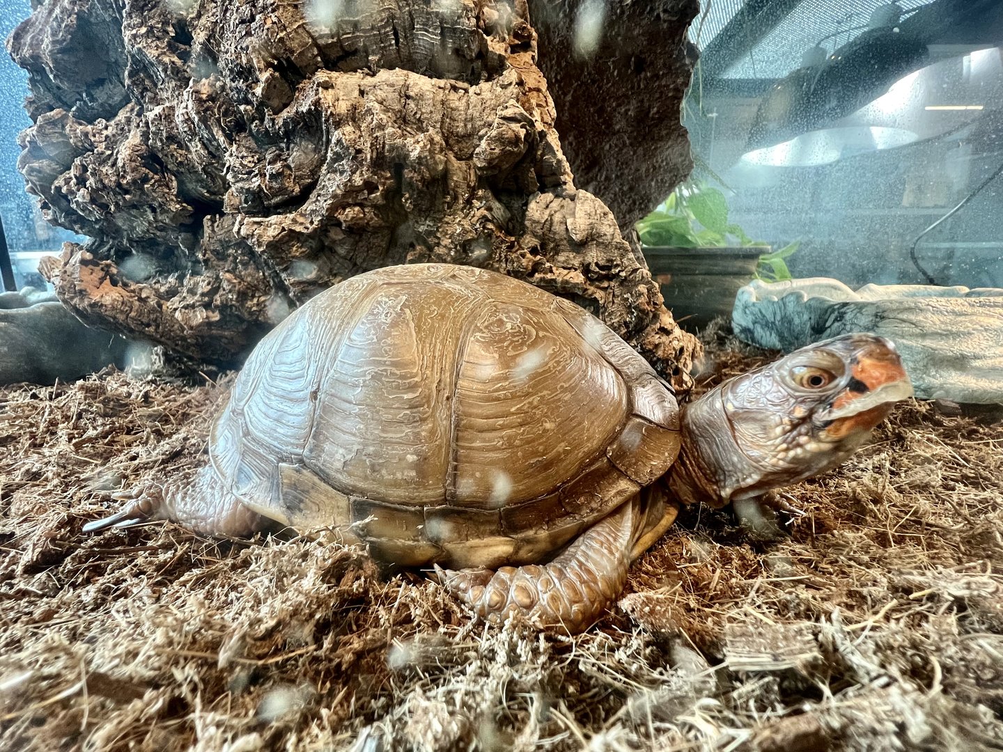 Eastern Box Turtle