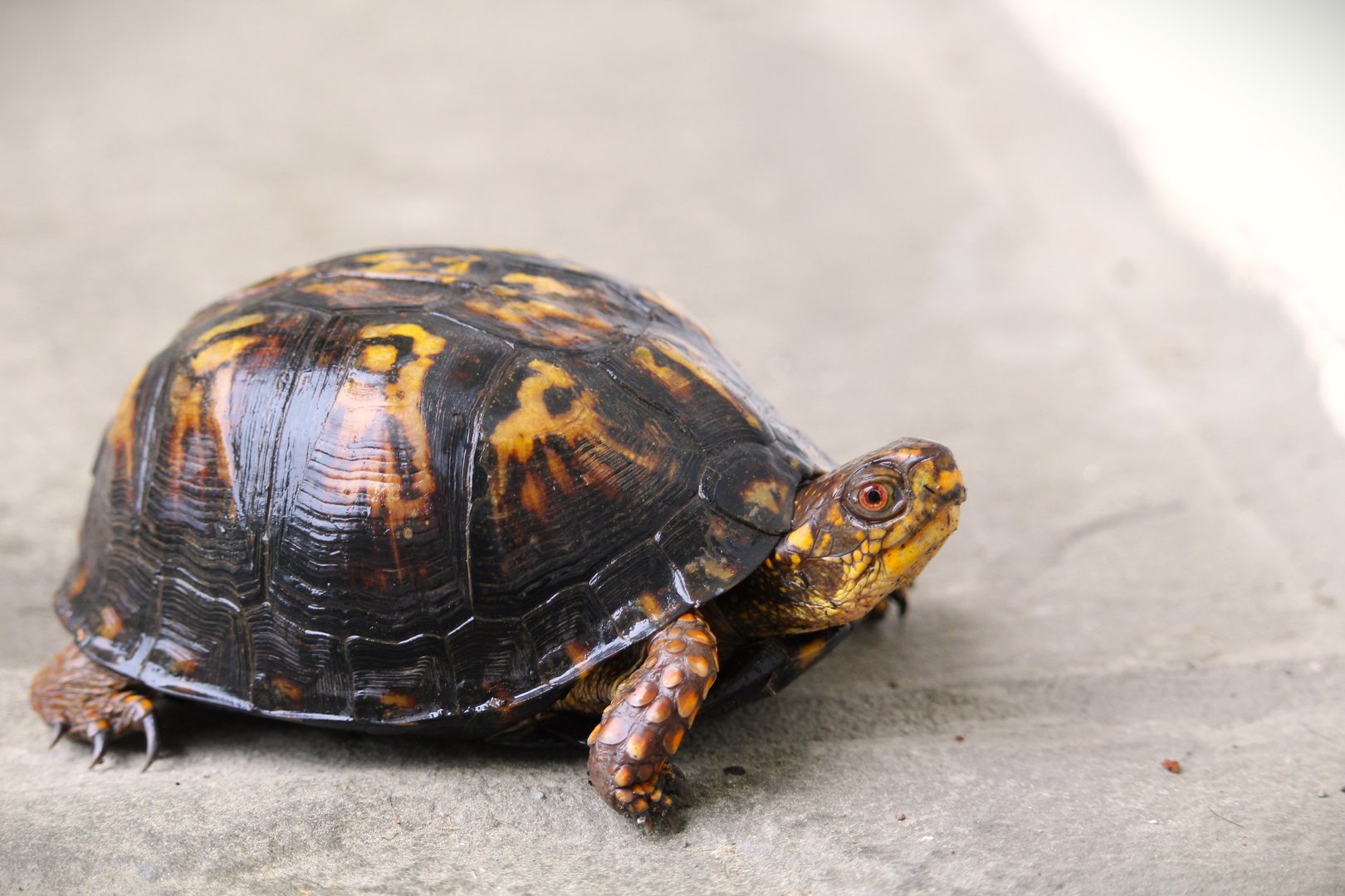 Eastern Box Turtle