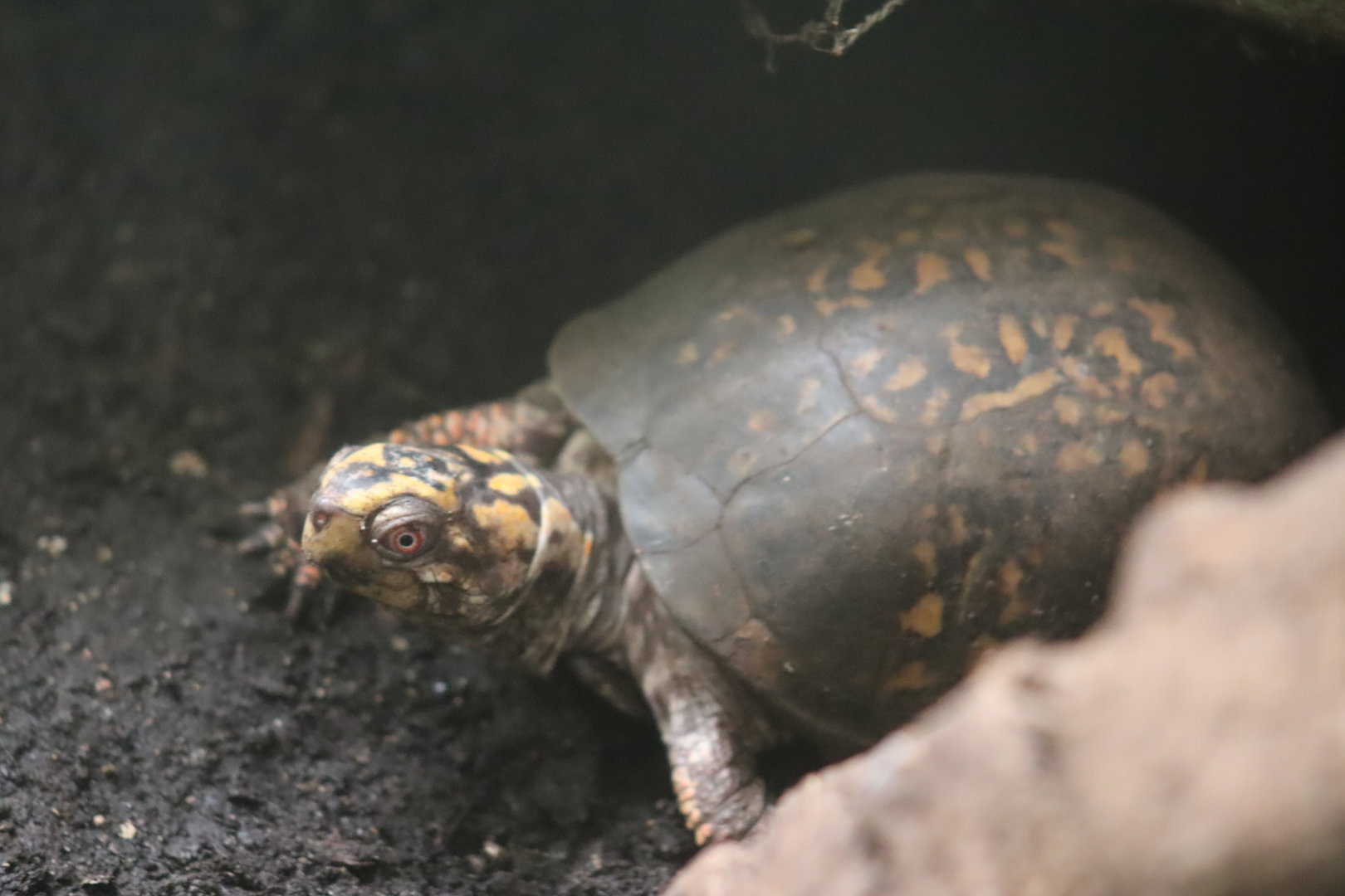 Eastern Box Turtle