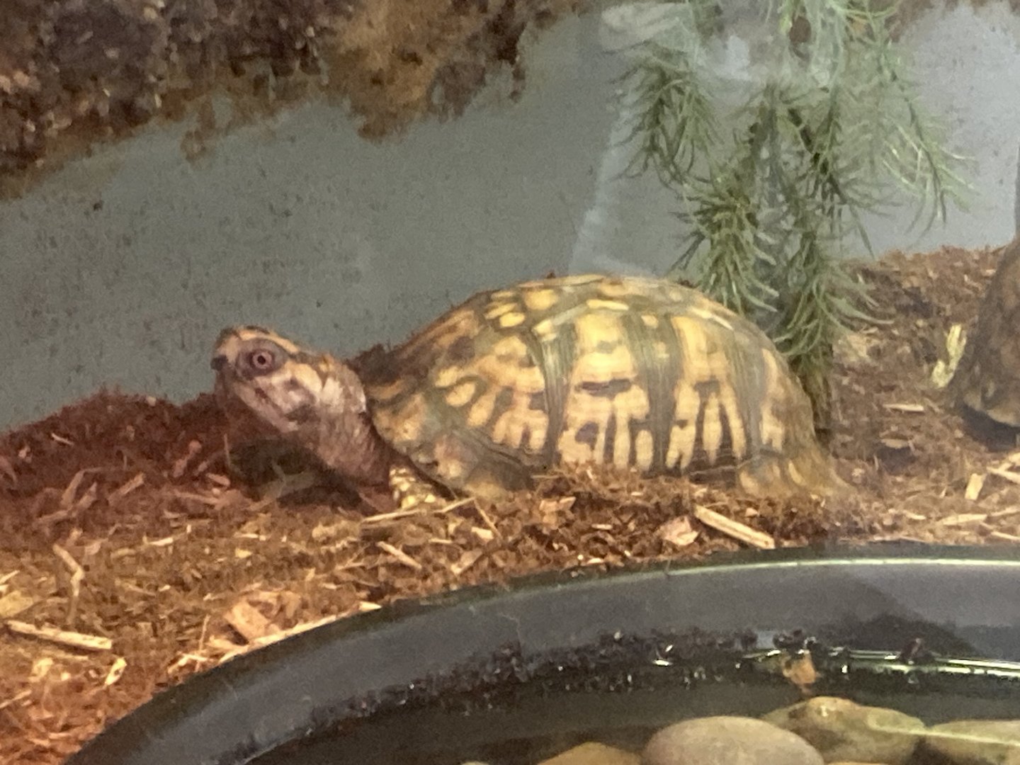 Eastern Box Turtle