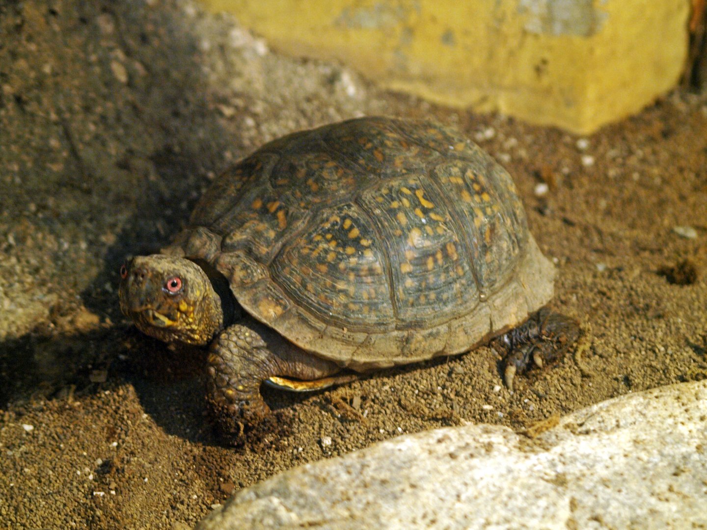 Eastern box turtle