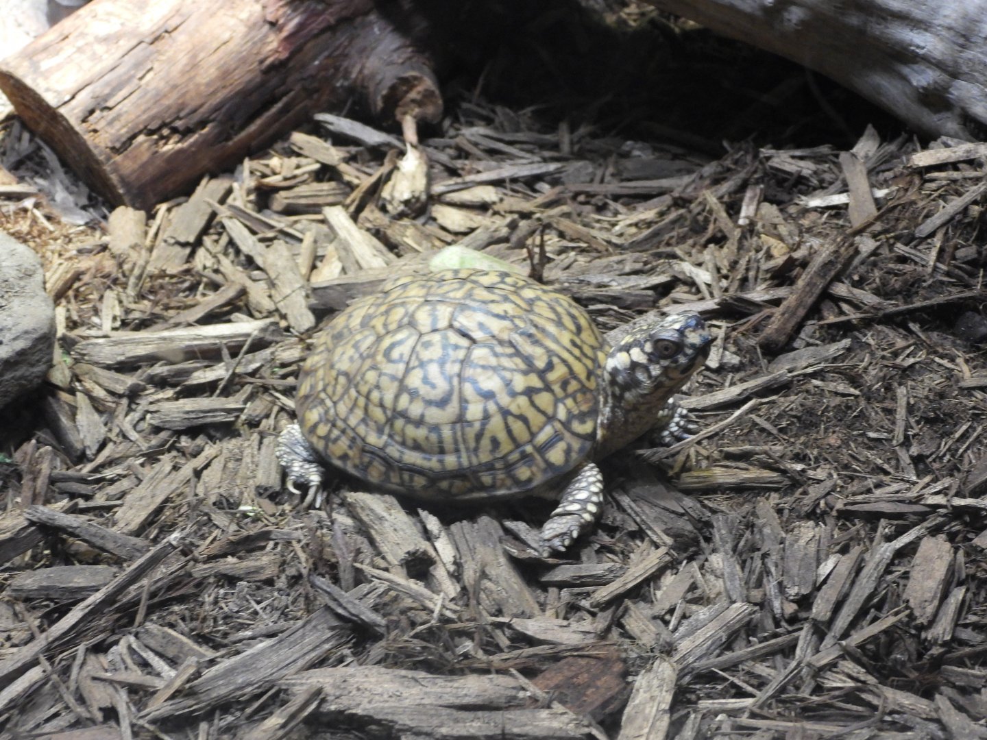 Eastern box turtle