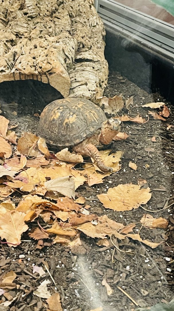 Eastern Box Turtle