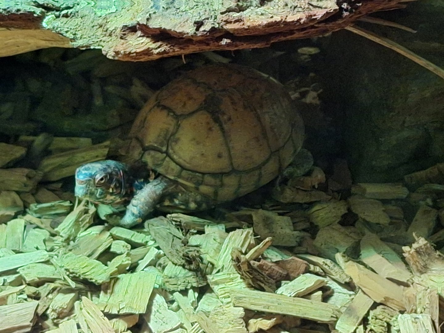 Eastern Box Turtle