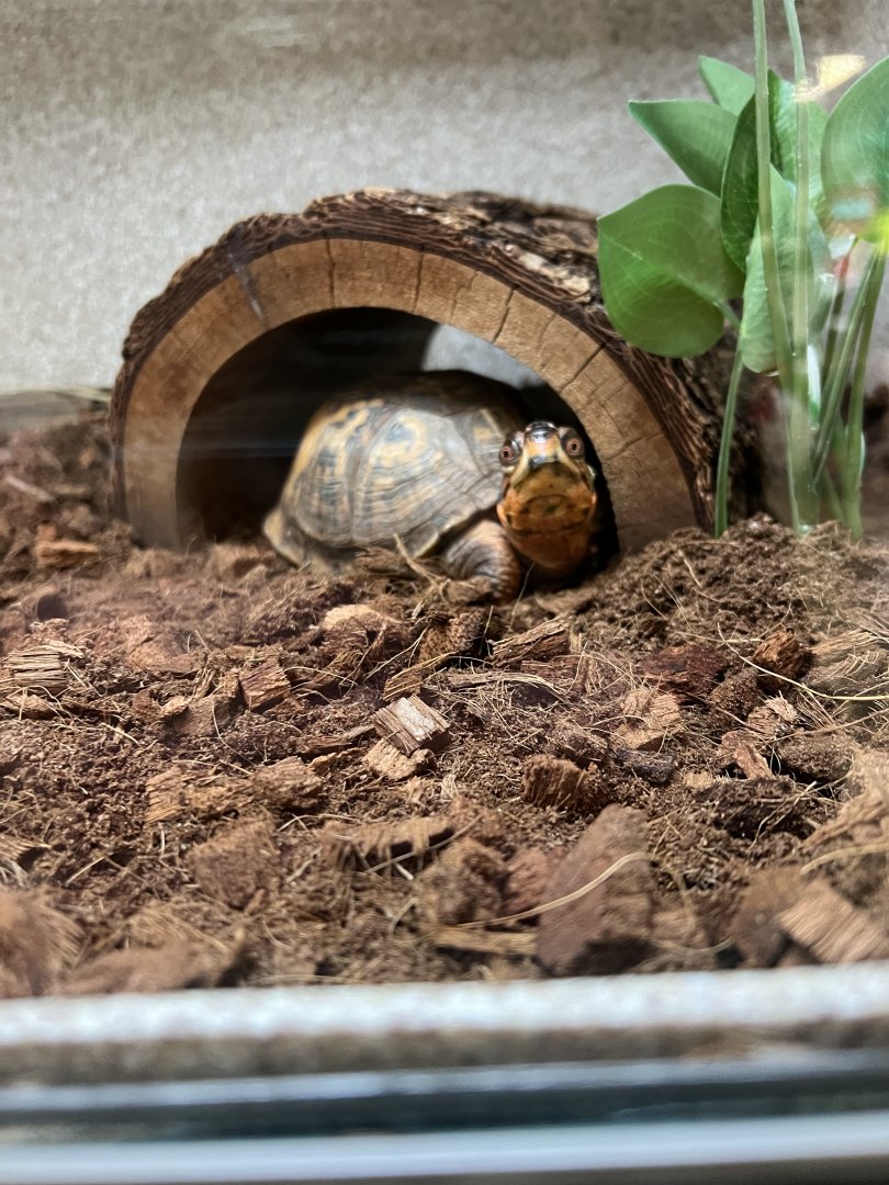 Eastern Box Turtle