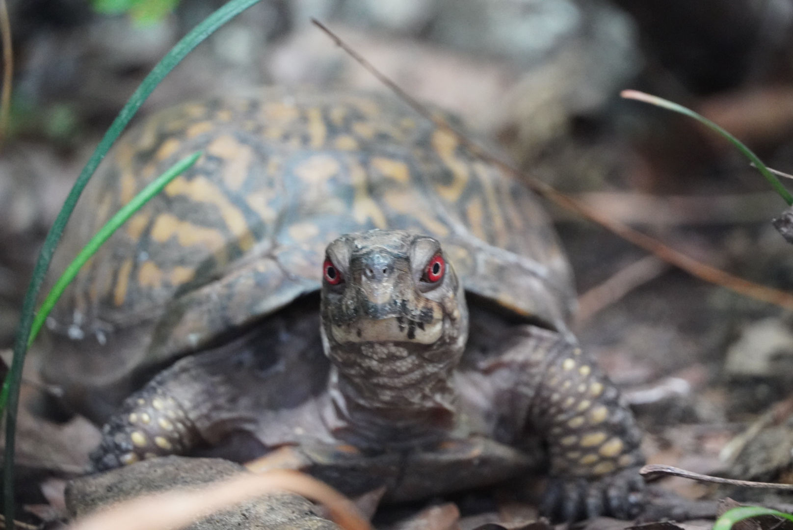 Eastern Box Turtle