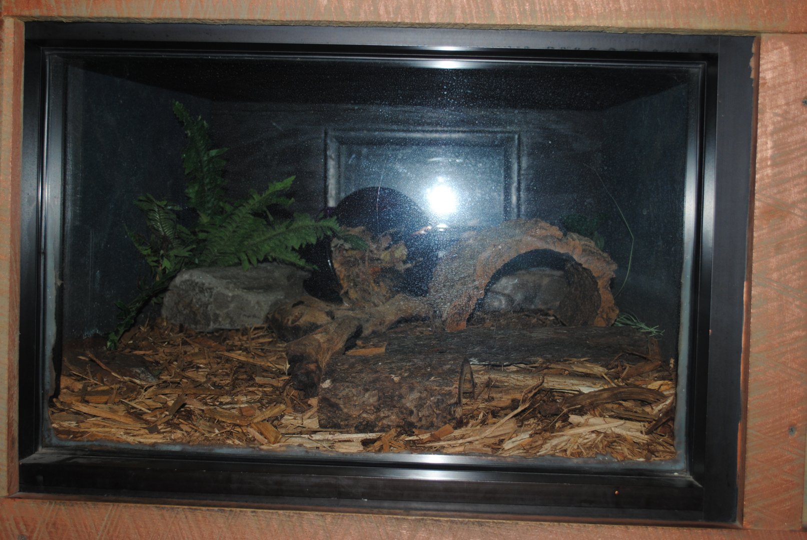 Eastern Box Turtle's Terrarium (The Bayou Pavilion)