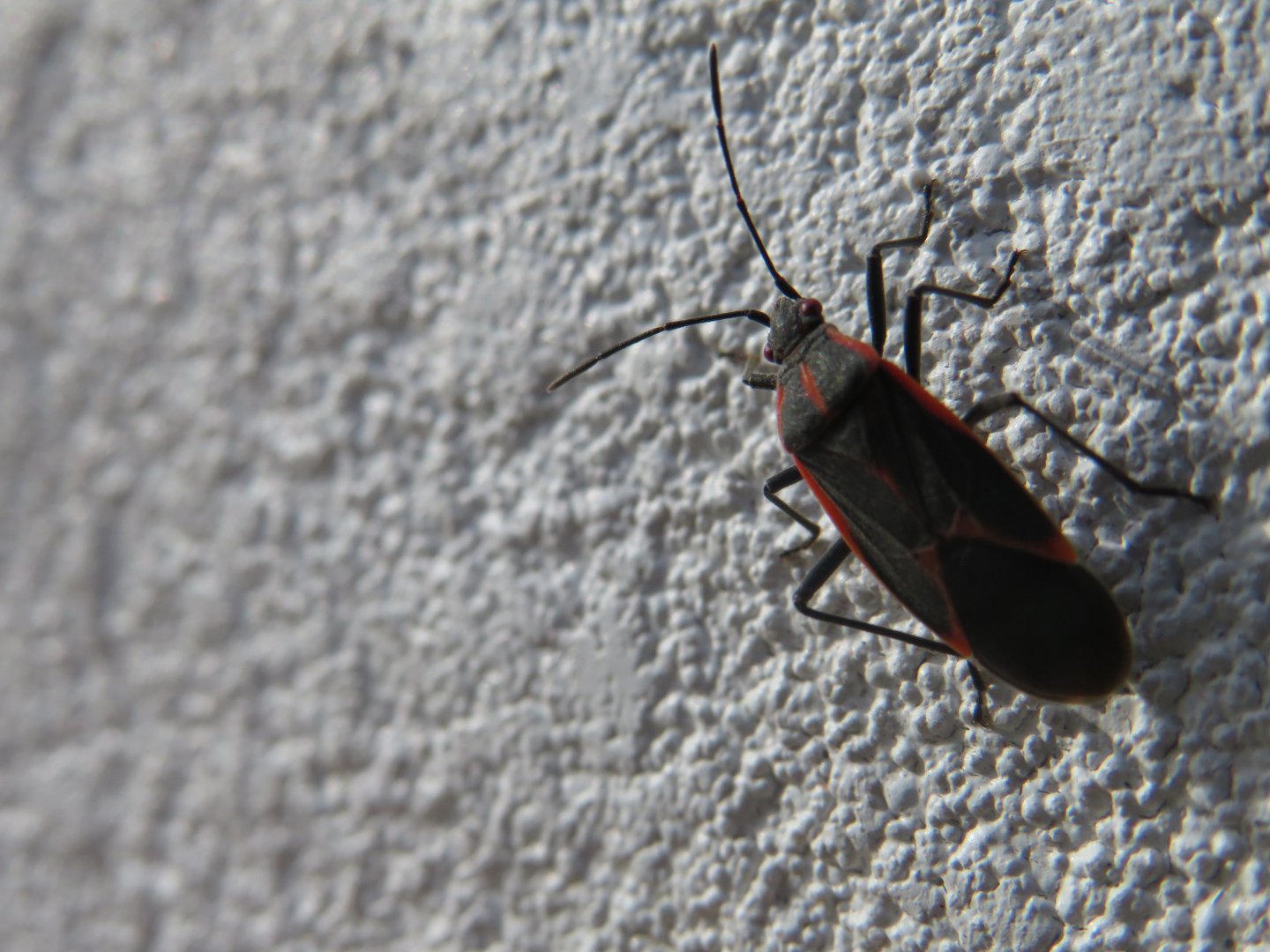 Eastern Boxelder bug