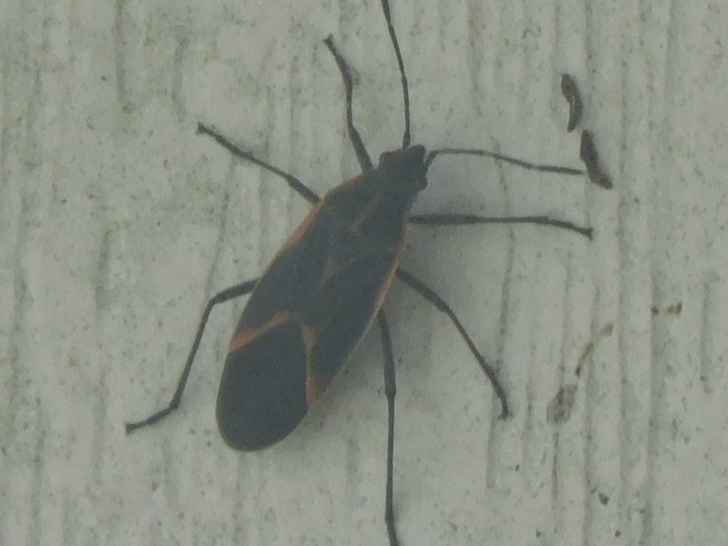Eastern boxelder bug
