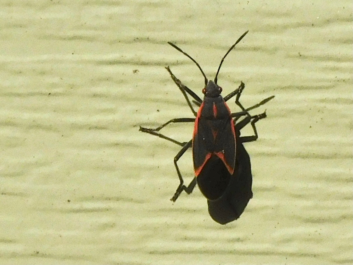 Eastern boxelder bug