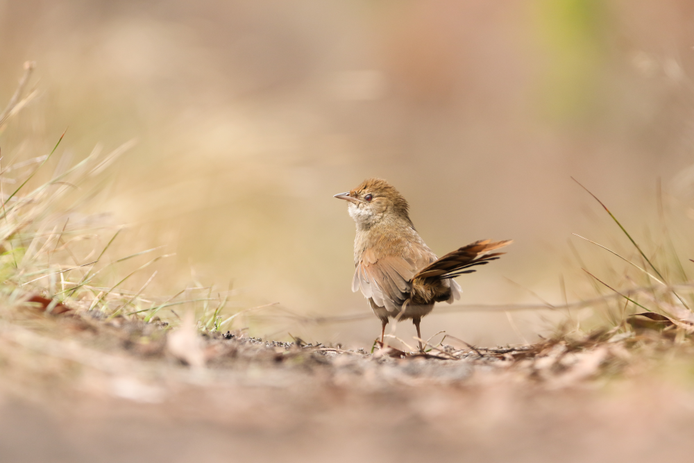 Eastern Bristlebird - Dasyornis brachypterus brachypterus