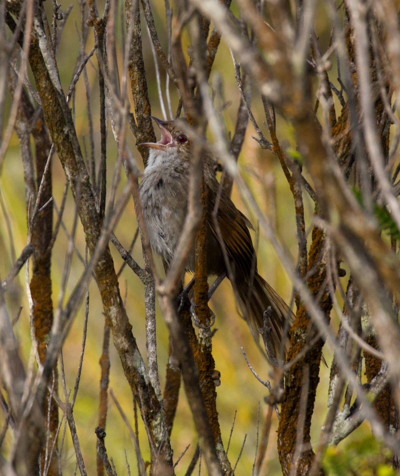 Eastern Bristlebird vocalising