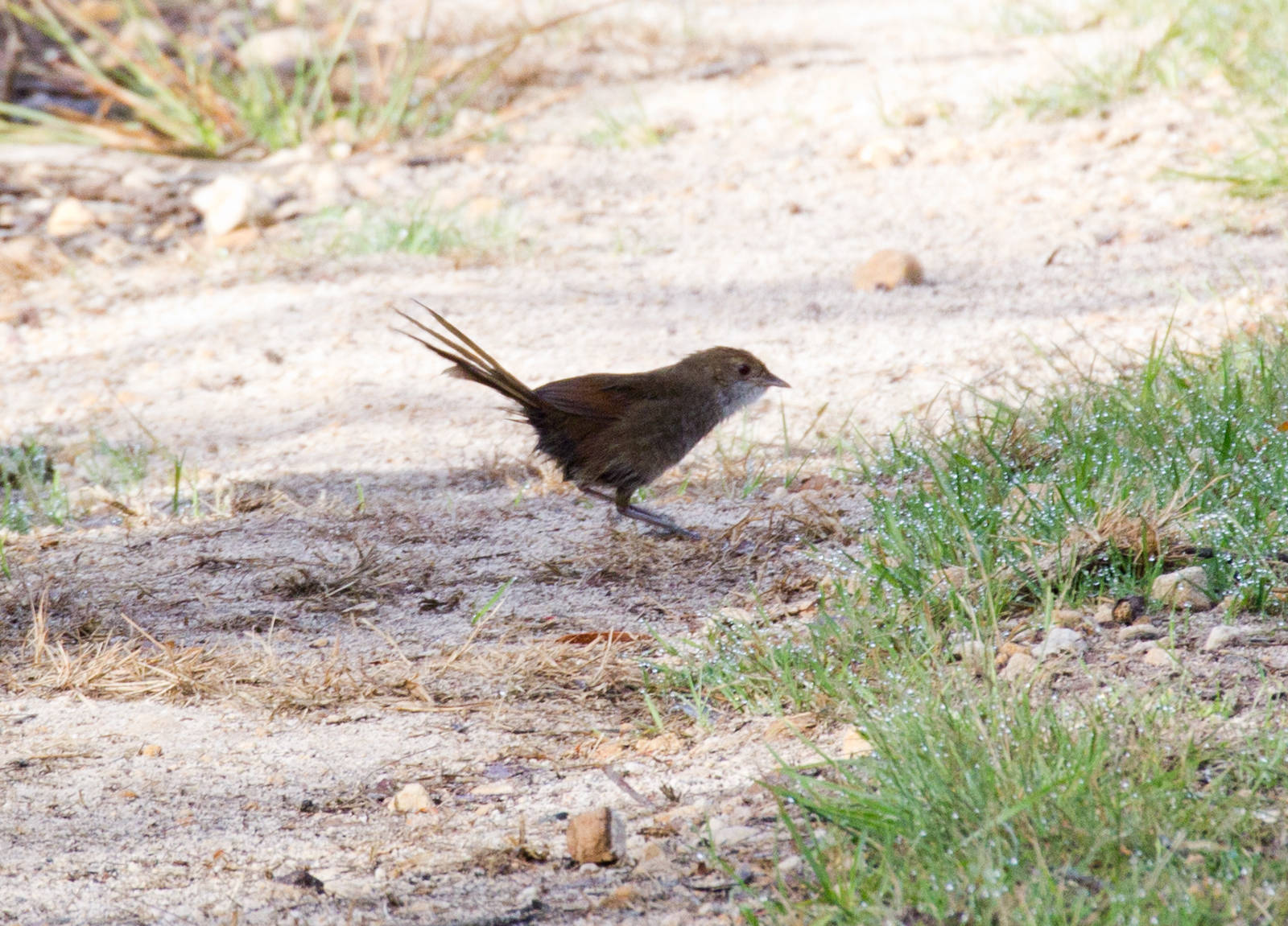 Eastern Bristlebird