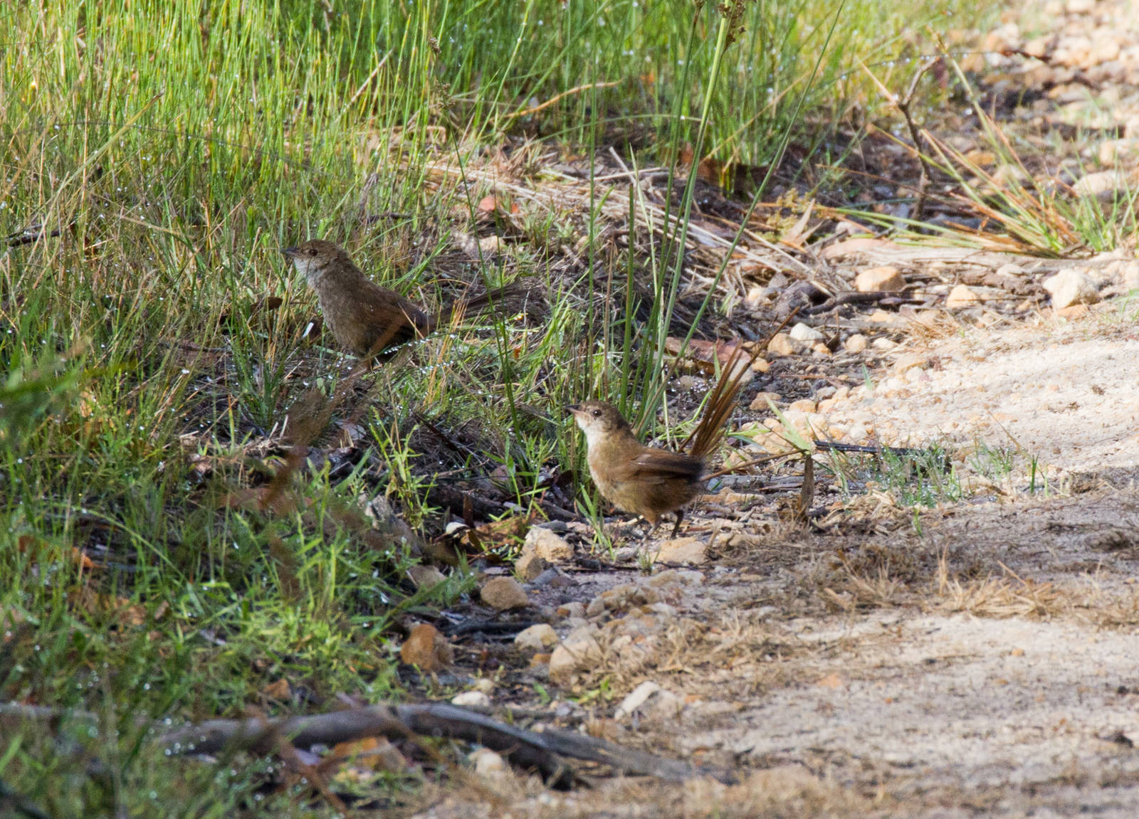 Eastern Bristlebird