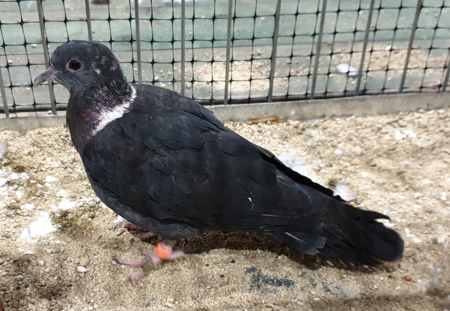 Eastern bronze-naped pigeon - Columba delegorguei