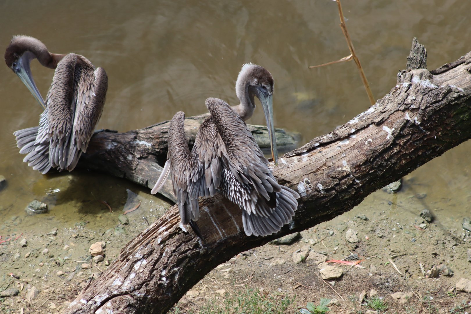 Eastern Brown Pelican - 7 July 2024
